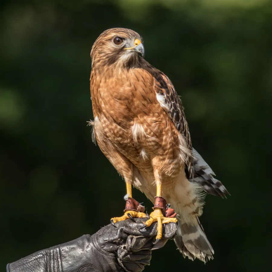 Bird of prey perched on a leather falconry glove
